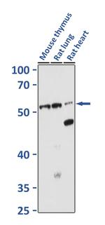 CD34 Antibody in Western Blot (WB)