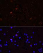 CD86 Antibody in Immunocytochemistry (ICC/IF)