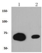 CD86 Antibody in Western Blot (WB)