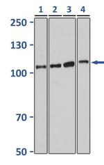 DGCR8 Antibody in Western Blot (WB)