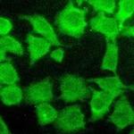 AKT Recombinant Rabbit Monoclonal Antibody