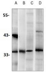 CDK2 Antibody in Western Blot (WB)