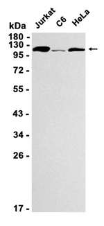 NAT10 Antibody in Western Blot (WB)