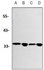 GNB2 Antibody in Western Blot (WB)