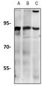 CDC46 Antibody in Western Blot (WB)