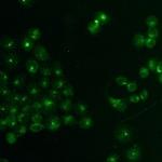 TCF6 Recombinant Rabbit Monoclonal Antibody