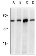 ABCE1 Recombinant Rabbit Monoclonal Antibody