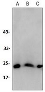 BAX Antibody in Western Blot (WB)