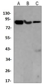 PI3K p85 alpha Antibody in Western Blot (WB)