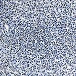 HMGB1 Recombinant Rabbit Monoclonal Antibody