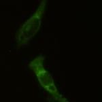 Eif2ak2 Antibody in Immunocytochemistry (ICC/IF)