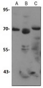SOX9 Recombinant Rabbit Monoclonal Antibody