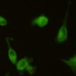 Hmox1 Recombinant Rabbit Monoclonal Antibody