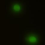 MAPK1 Recombinant Rabbit Monoclonal Antibody