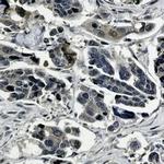 MAPK1 Antibody in Immunohistochemistry (Paraffin) (IHC (P))