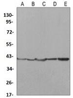 MAPK1 Antibody in Western Blot (WB)