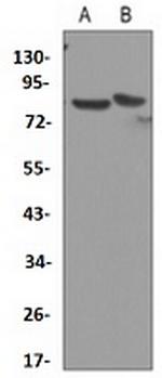 CHUK Recombinant Rabbit Monoclonal Antibody