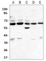 BECN1 Antibody in Western Blot (WB)