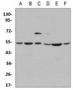 MAPK8 Antibody in Western Blot (WB)