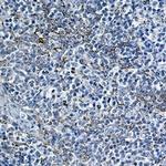 CYCS Recombinant Rabbit Monoclonal Antibody