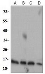 CYCS Antibody in Western Blot (WB)