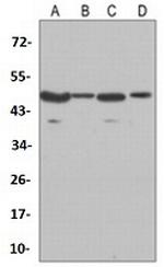 GSK3B Antibody in Western Blot (WB)