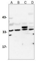 LDHA Recombinant Rabbit Monoclonal Antibody
