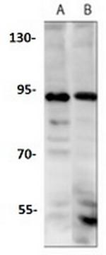 Phospho-NFE2L2 (Ser40) Antibody in Western Blot (WB)