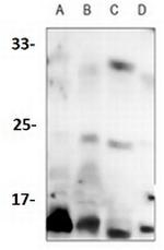 Phospho-EIF4EBP1 (Thr46) Antibody in Western Blot (WB)