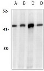 Phospho-EIF2S1 (Ser51) Recombinant Rabbit Monoclonal Antibody