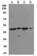 ENO1 Antibody in Western Blot (WB)