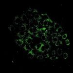 ACOX1 Recombinant Rabbit Monoclonal Antibody