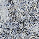ALPL Antibody in Immunohistochemistry (Paraffin) (IHC (P))