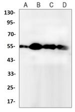 ATG5 Antibody in Western Blot (WB)