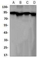 AXIN2 Recombinant Rabbit Monoclonal Antibody