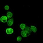 BAG6 Recombinant Rabbit Monoclonal Antibody