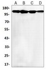 BAG6 Antibody in Western Blot (WB)