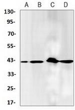 PRKACA Antibody in Western Blot (WB)