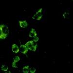 Ctsb Recombinant Rabbit Monoclonal Antibody