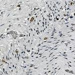 Phospho-CREB1 (Ser133) Recombinant Rabbit Monoclonal Antibody