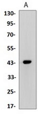 Phospho-CREB1 (Ser133) Antibody in Western Blot (WB)