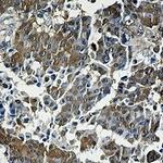 EIF4EBP1 Antibody in Immunohistochemistry (Paraffin) (IHC (P))