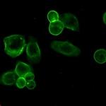 EPCAM Recombinant Rabbit Monoclonal Antibody