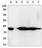 EPCAM Antibody in Western Blot (WB)
