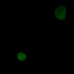 FAS Antibody in Immunocytochemistry (ICC/IF)