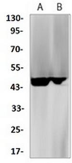FAS Antibody in Western Blot (WB)