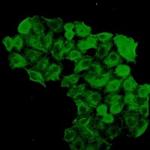 FKBP4 Recombinant Rabbit Monoclonal Antibody