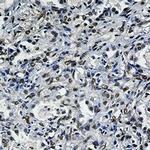 FTO Antibody in Immunohistochemistry (Paraffin) (IHC (P))