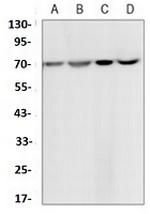 HSPA1A Antibody in Western Blot (WB)
