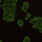 HSP90AA1 Recombinant Rabbit Monoclonal Antibody